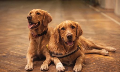 Entre amor y lengüetazos