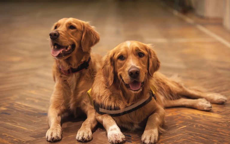 Entre amor y lengüetazos