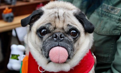 Comida y diversión en un sólo Kong