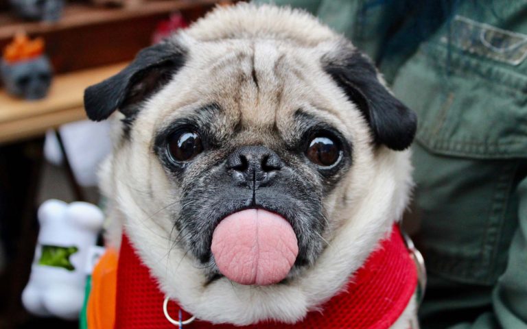 Comida y diversión en un sólo Kong