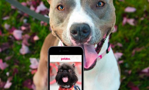 Válido olfatear y lamer en Petzbe