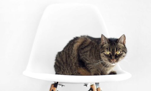 Expresión gatuna a la orden