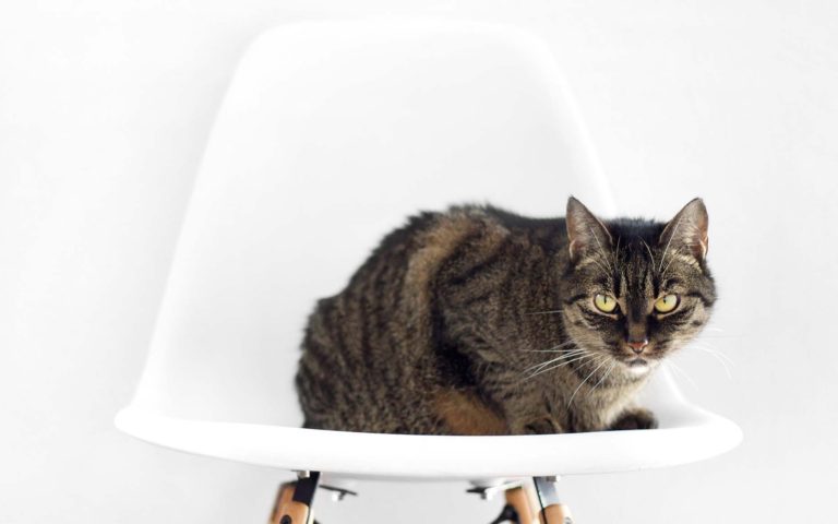 Expresión gatuna a la orden