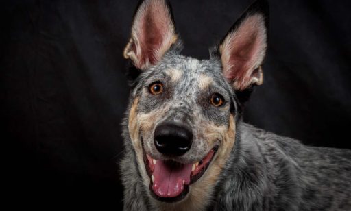 10 consejos para tener un perro feliz y equilibrado