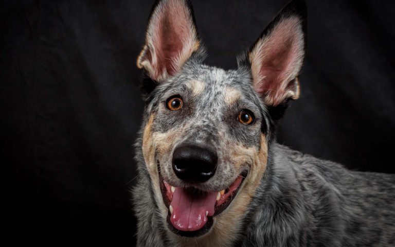 10 consejos para tener un perro feliz y equilibrado