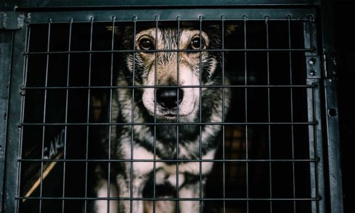 7 Formas de ayudar a un refugio