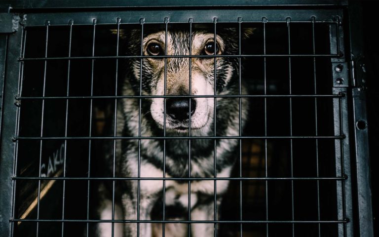 7 Formas de ayudar a un refugio